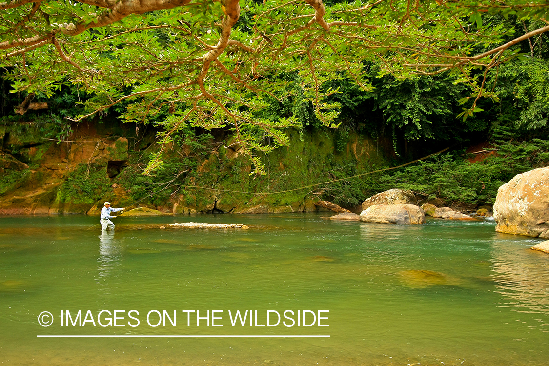 Fly Fisherman casting for Golden Dorado.