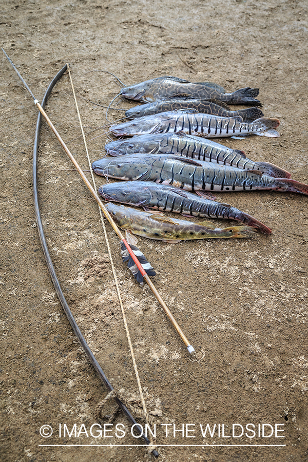 Flyfishing for Golden Dorado in Bolivia. (bow fishing)