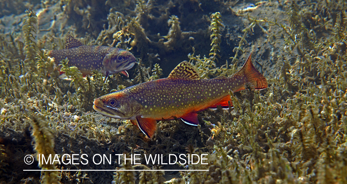 Brook trout in Montana.