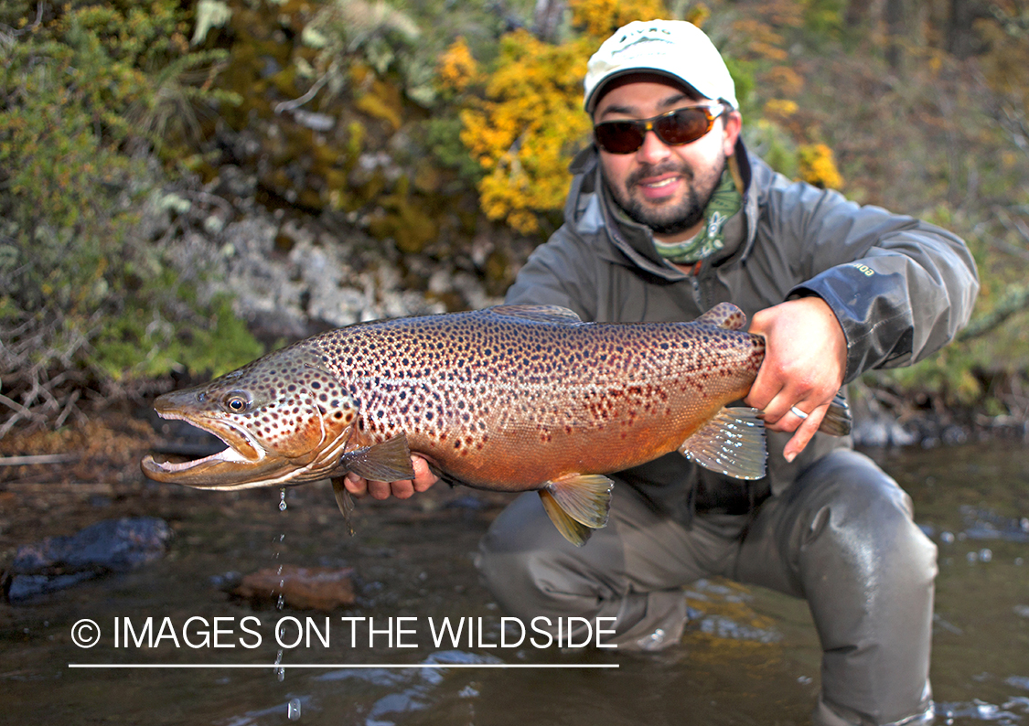 Fisherman holding Brown Trout.