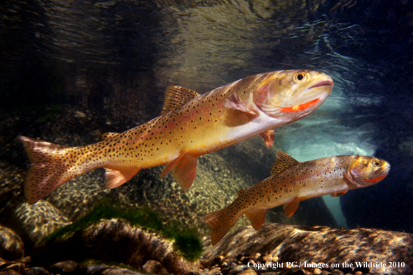 Yellowstone Cutthroat Trout