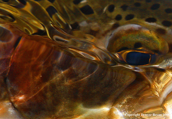 Rainbow trout underwater