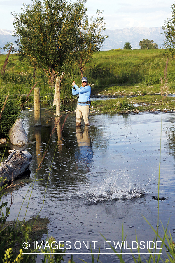 Fisherman fighting jumping rainbow trout.