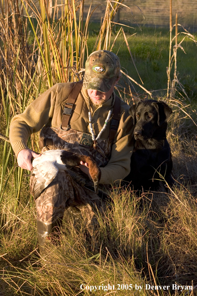 Duck hunter and Labrador Retriever at edge of marsh with bagged canvasback drake.