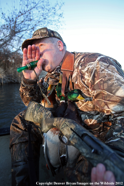 Duck hunter calling mallards. 