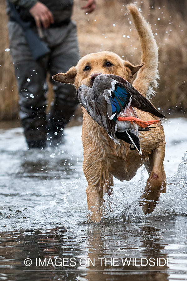 Yellow Lab retrieving bagged duck.