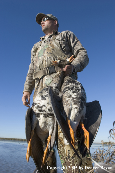 Waterfowl hunter in field with bagged geese.