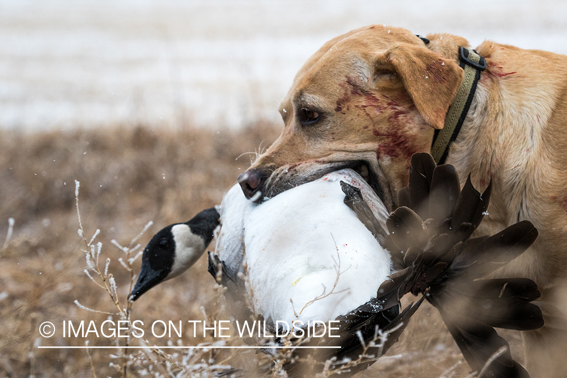 Lab retrieving Canada goose.