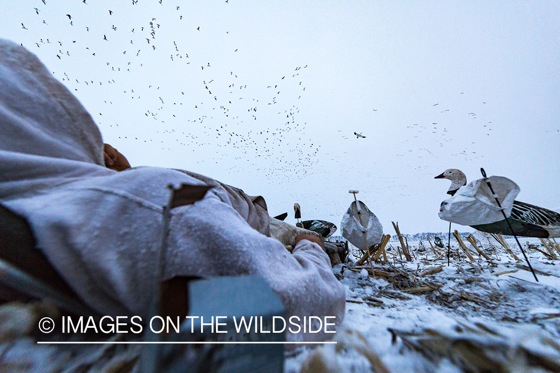 Hunters in field with decoys. 