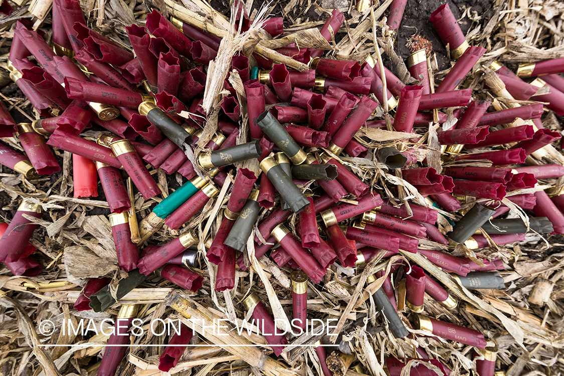 Shotgun shells in field.
