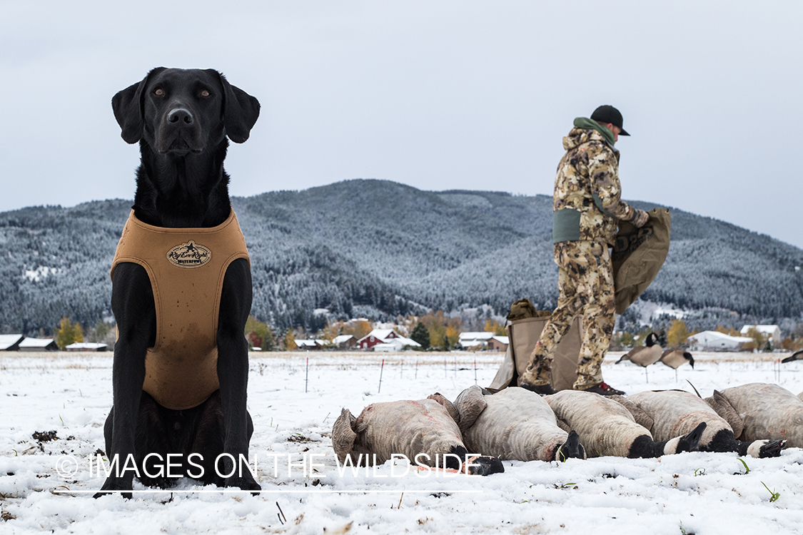 Hunters picking up decoys.