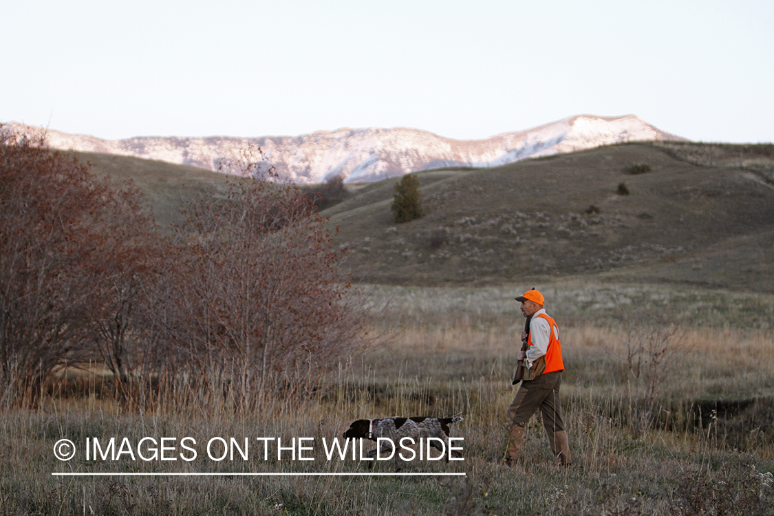 Upland game bird hunter in field with Griffon Pointer.