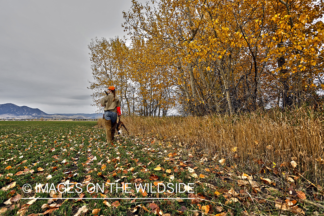 Woman with bagged pheasant walking field line.