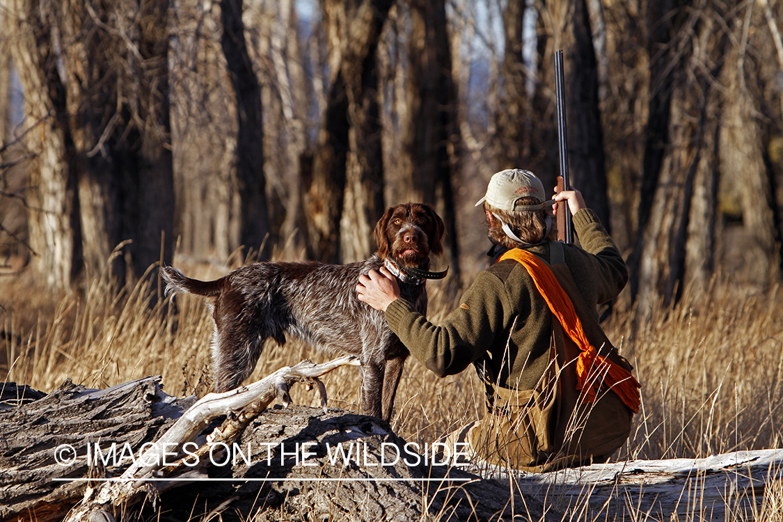 Pheasant hunter in field.