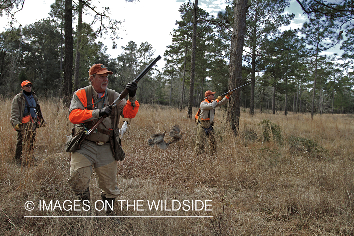 Bobwhite quail hunters shooting at flushing bobwhite quail.