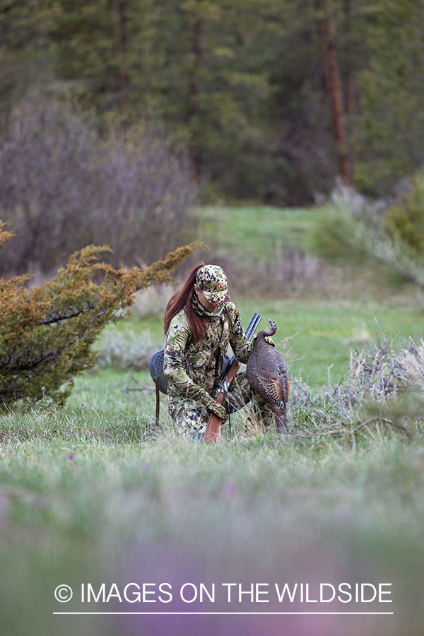 Women hunter setting turkey decoy.