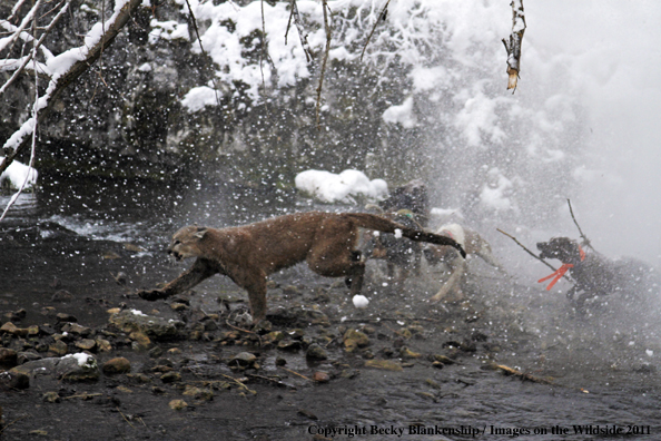 Hunting dogs chasing mountain lion down creek