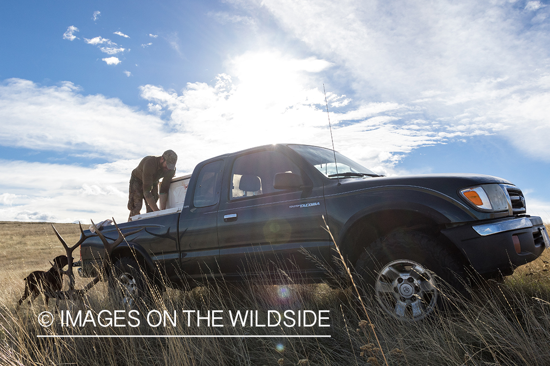 Hunter retrieving elk with truck. 