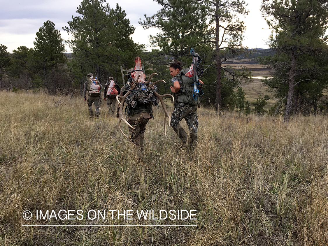 Bowhunters packing out bull elk.