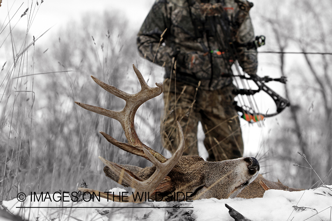 Bowhunter approaching downed white-tailed buck.