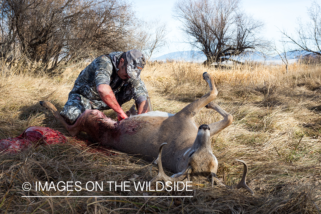 Bow hunter field dressing white-tailed deer.