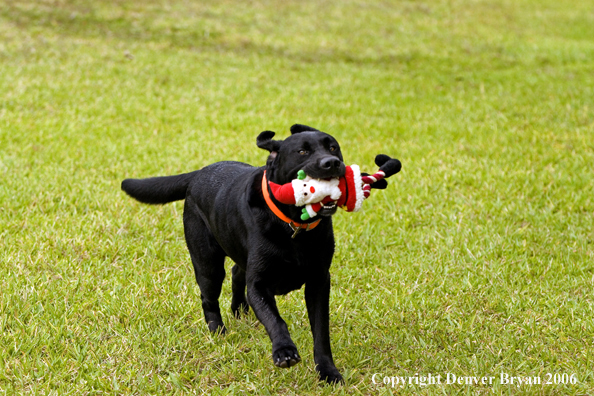 Black Labrador Retriever. 