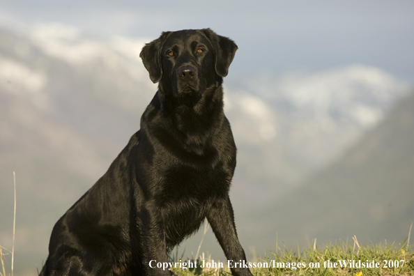 Black Labrador Retriever