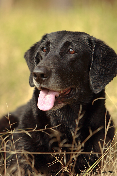 Black Labrador Retriever in field