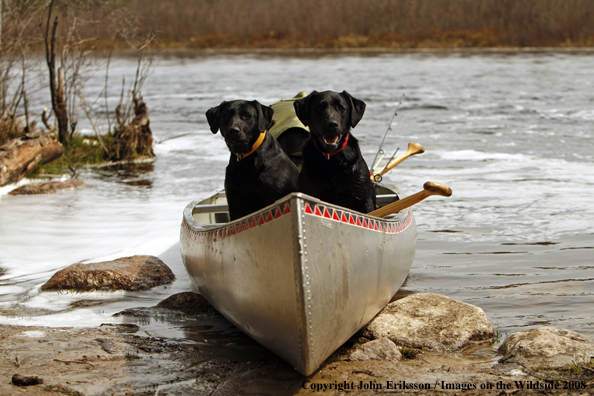 Black Labrador Retrievers in canoe