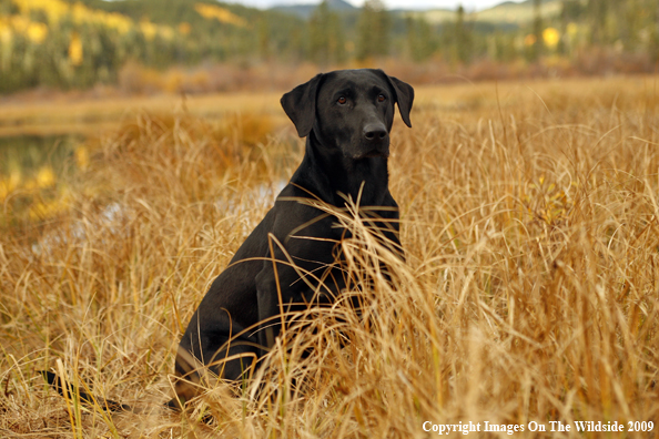 Black Labrador Retriever