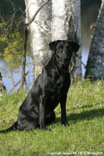 Black Labrador Retriever in field