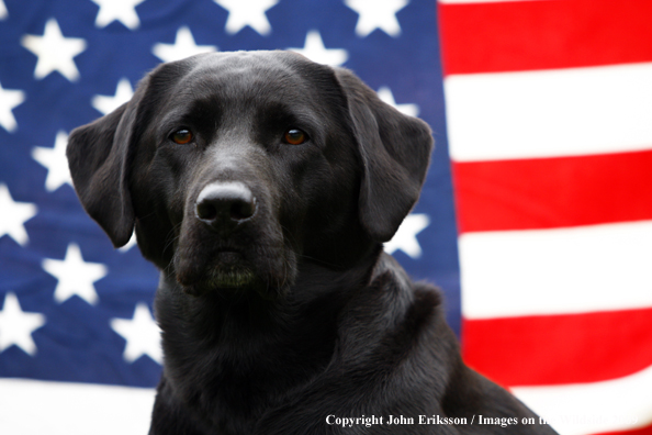 Black Labrador Retriever 