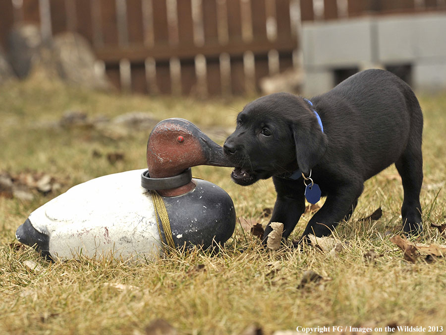 Black Labrador Retriever puppy with decoys.