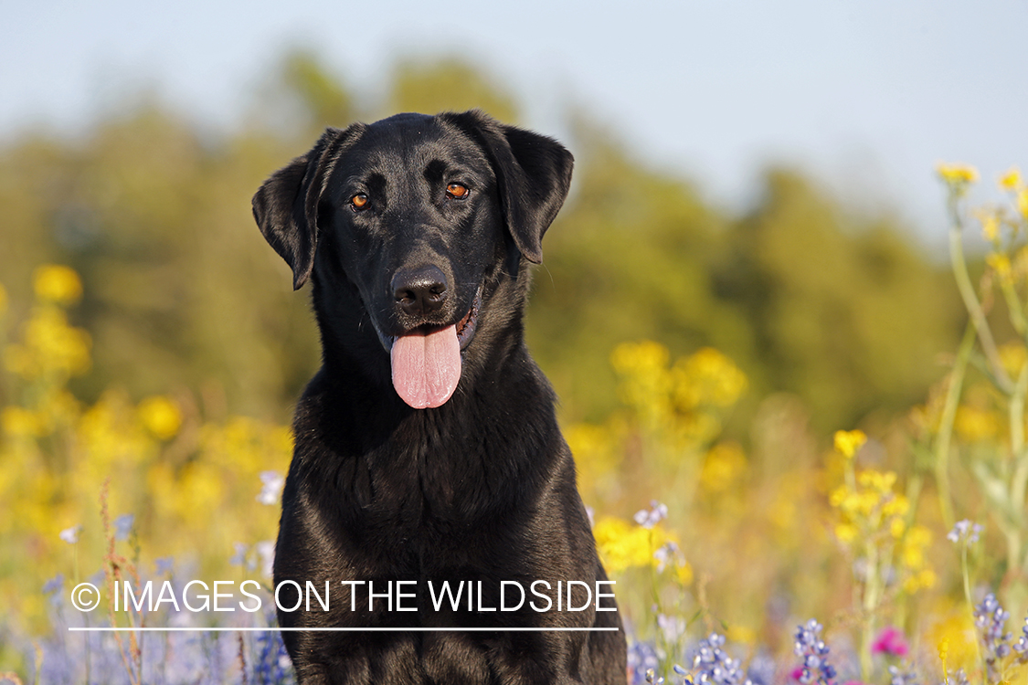 Black labrador retriever in field of wildflowers.