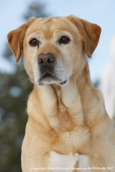 Yellow Labrador Retriever in field