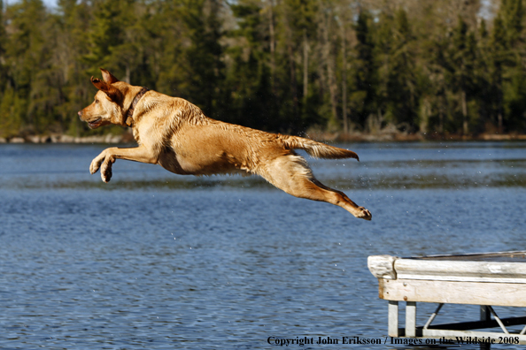 Yellow Labrador Retriever in field