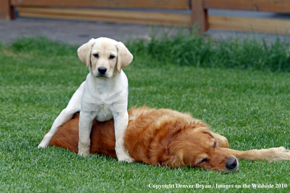 Yellow Labrador Retriever Puppy and Golden Retriever playing