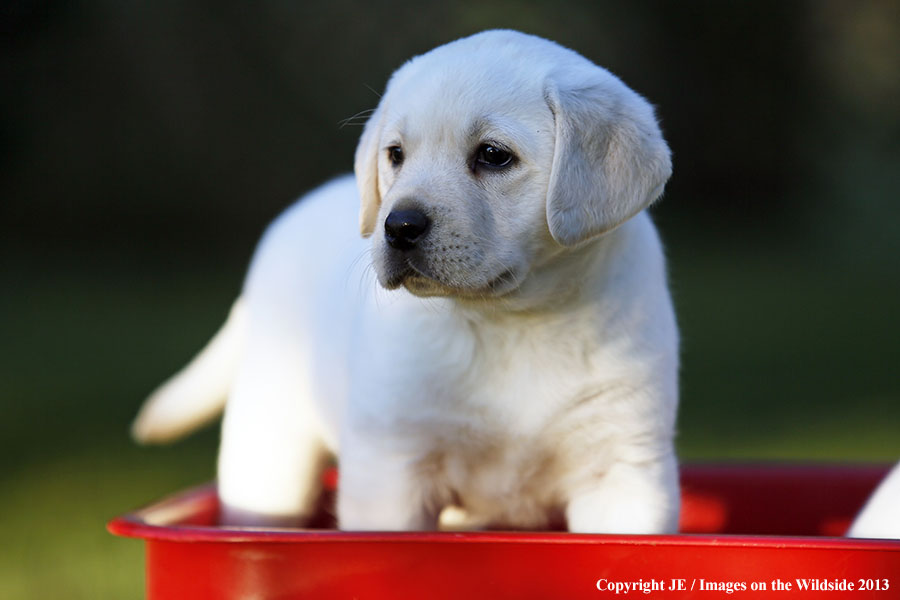 Yellow Labrador Retriever puppy. 