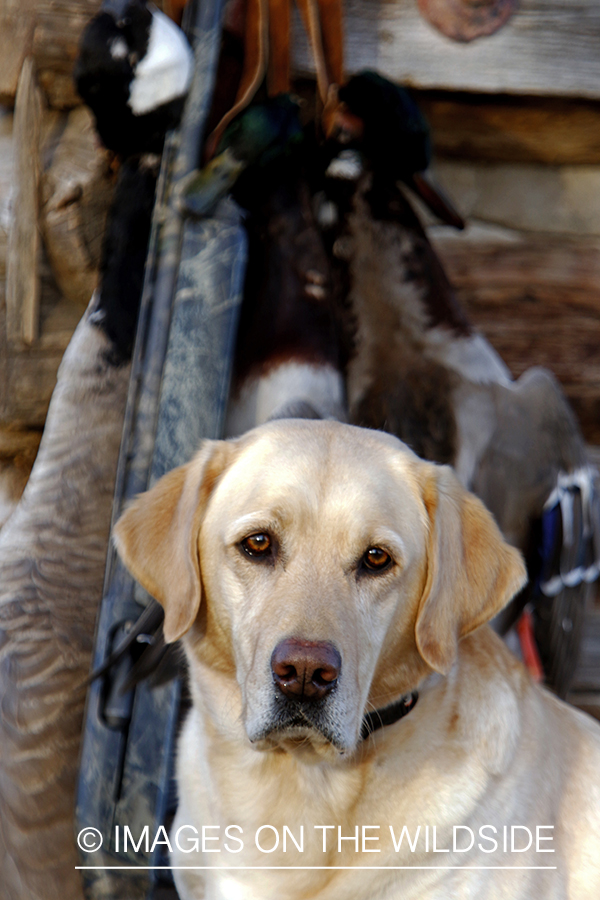 Yellow Labrador Retrievers with bagged mallards.