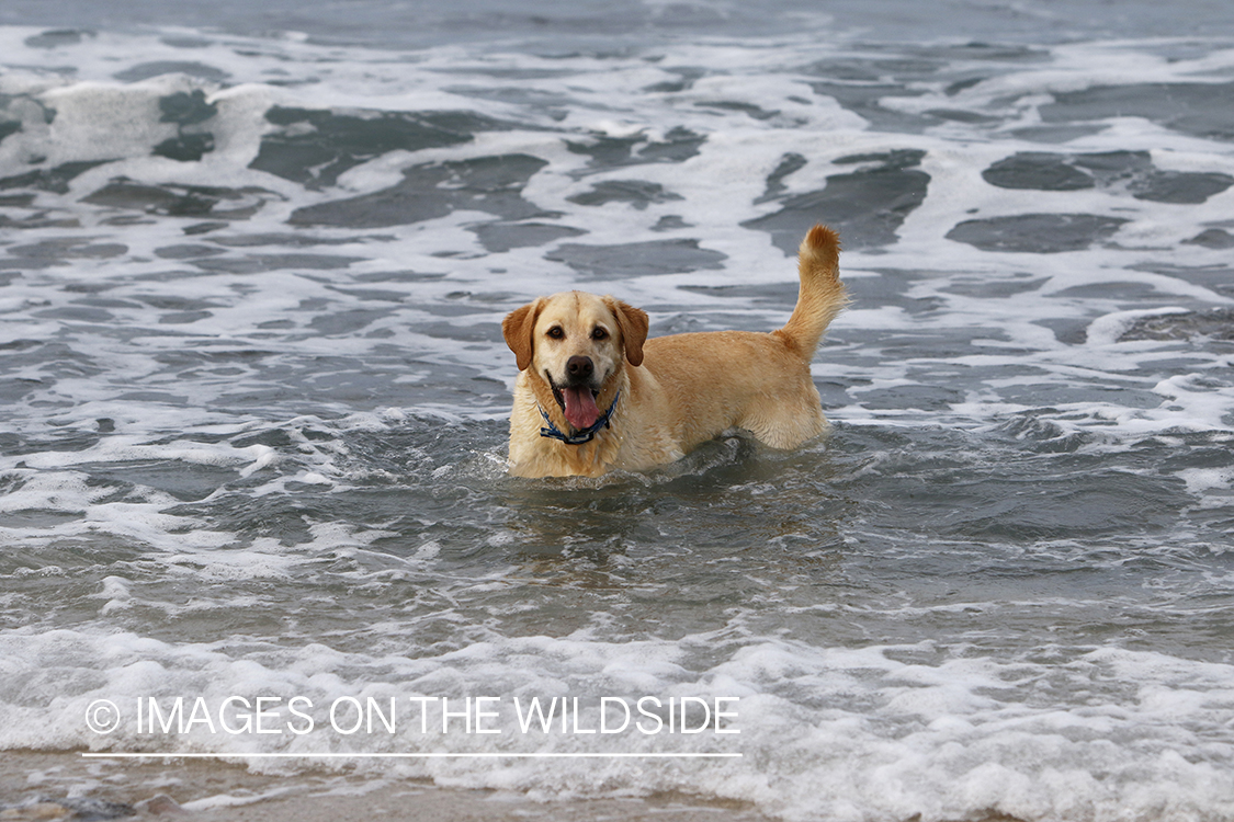 Yellow lab playing in the ocean.