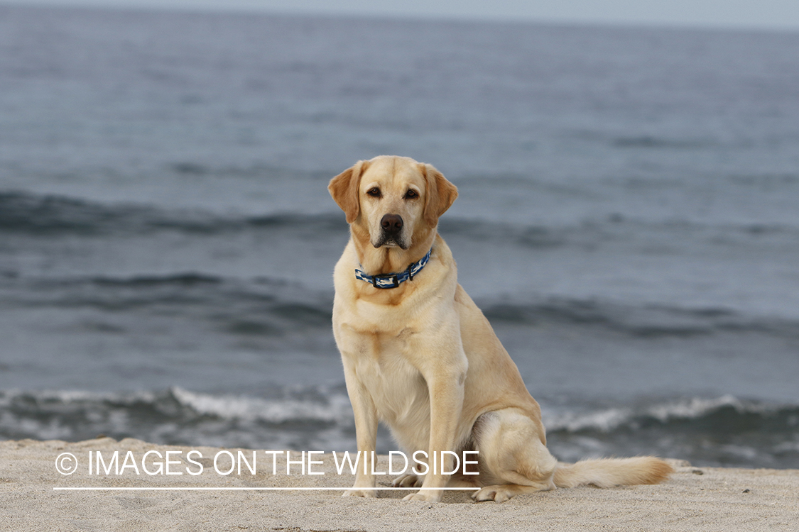 Yellow lab in front of ocean.