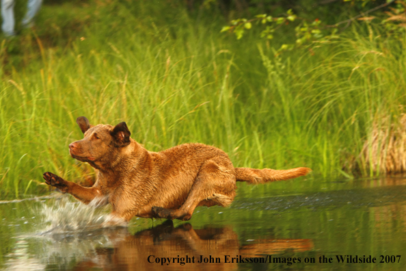 Chesapeake Bay Retriever in field