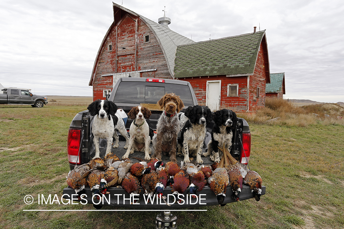 Wirehaired pointing griffon with springer spaniels and bagged pheasants in truck. 