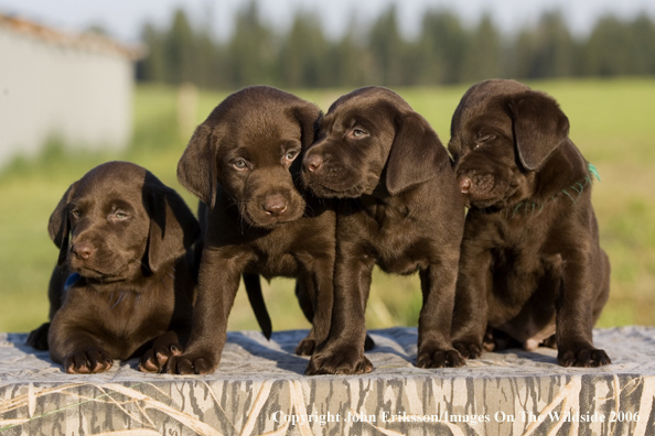 Chocolate Labrador Retriever puppies.