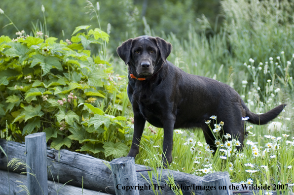 Chocolate labrador