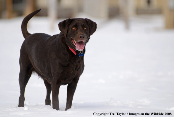 Chocolate Labrador Retriever in winter