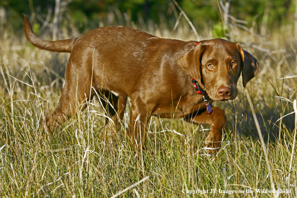 Chocolate lab puppy.