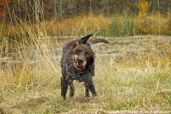 Chocolate Labrador Retriever