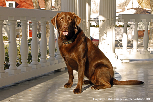 Chocolate Labrador Retriever on porch