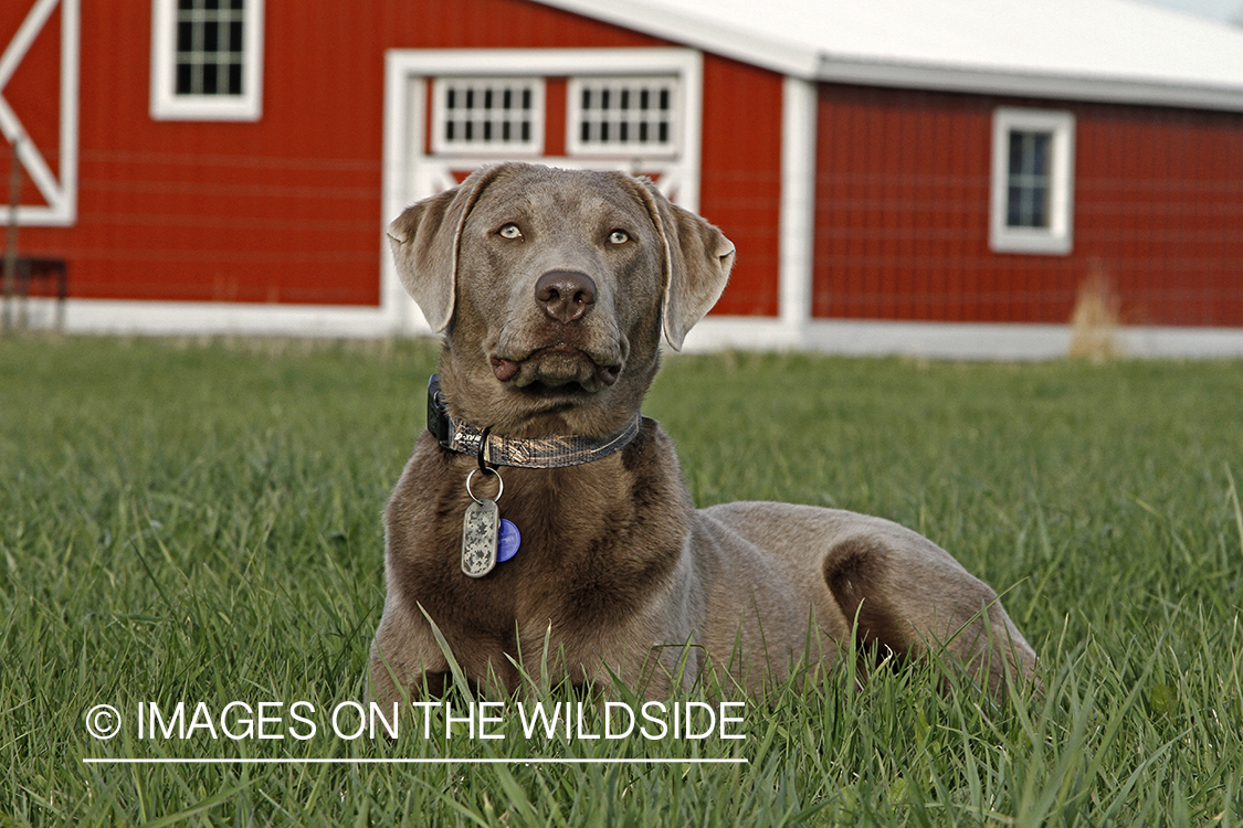 Chocolate (Silver) Labrador Retriever